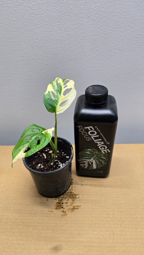 Adansonii Variegata + Foliage Focus image 0