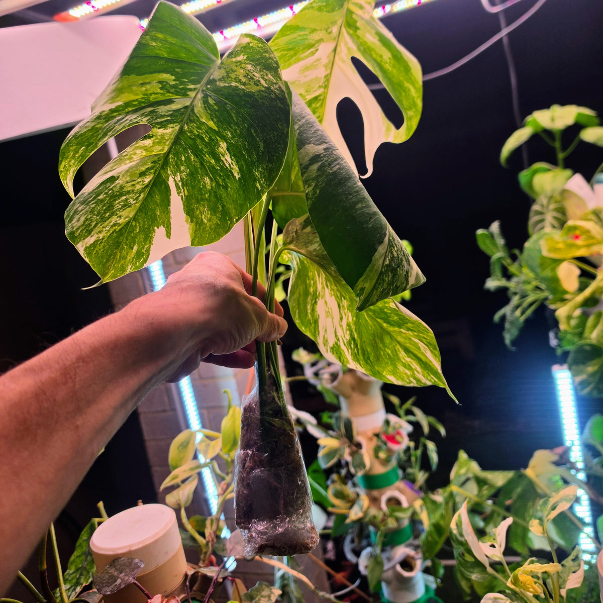 5 Leaf White Tiger Albo Cutting PRICE INCLUDES SHIPPING