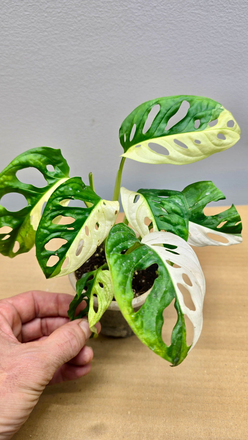 Half Moon Adansonii Variegata 8 Leaf Collector image 0
