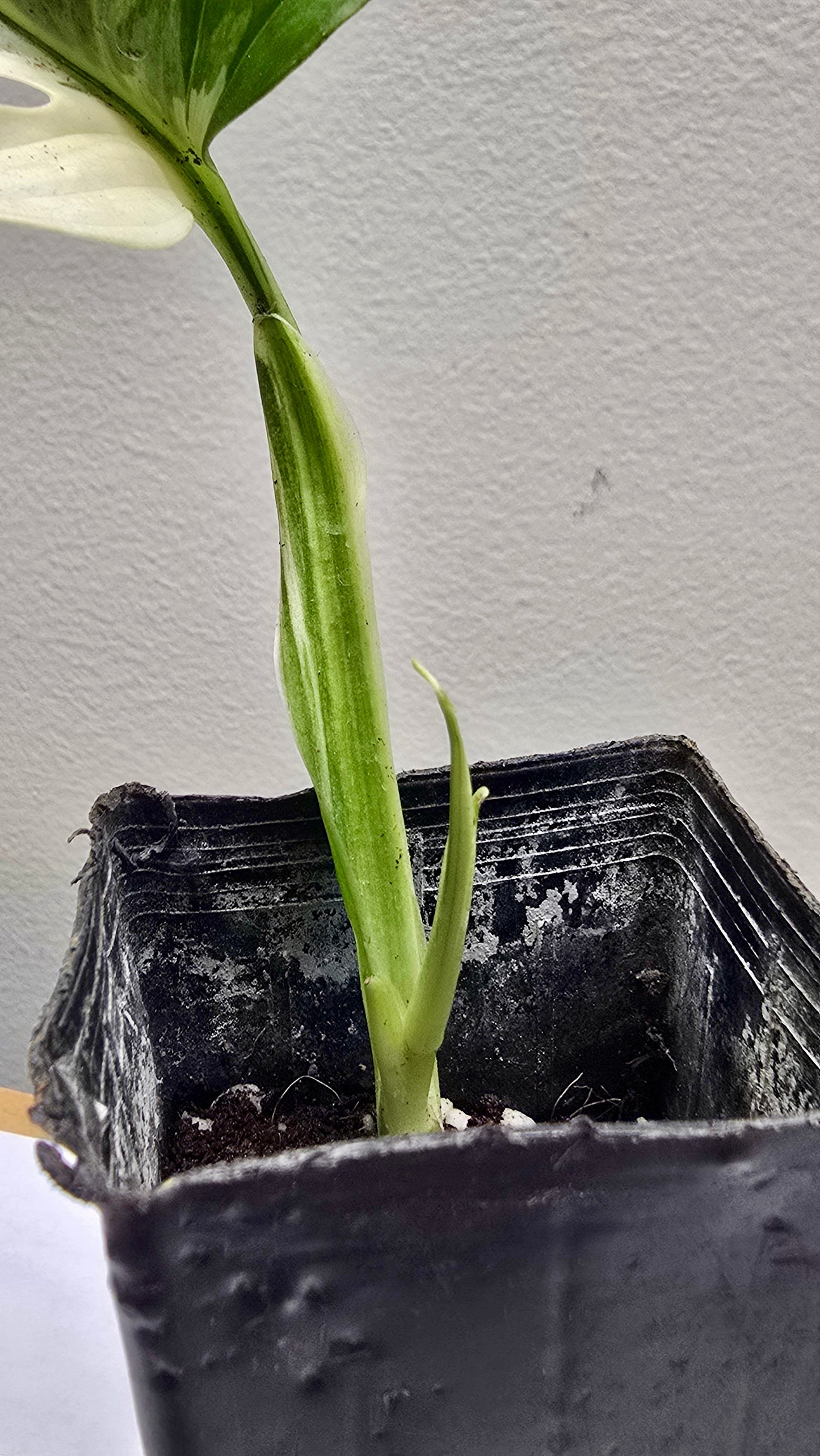 Adansonii Variegata + Foliage Focus image 1