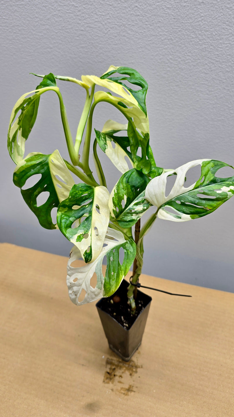 Japanese Tricolour Adansonii Variegata image 0