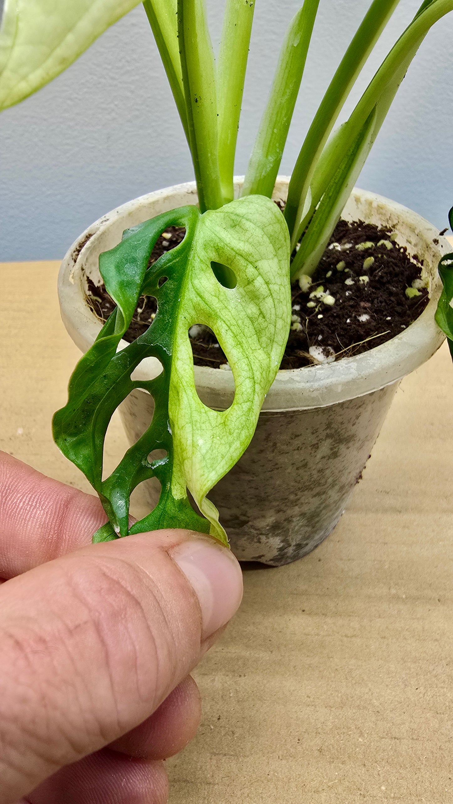 Half Moon Adansonii Variegata 8 Leaf Collector image 2