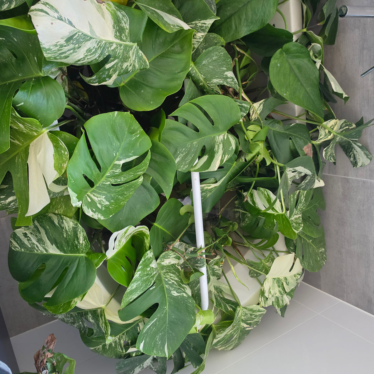 Variegated Monstera Albo mother plant with cuttings