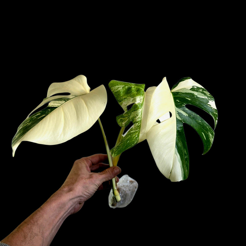Professor Monstera Plants variegated Monstera Deliciosa Albo cutting with creamy white and emerald green leaves
