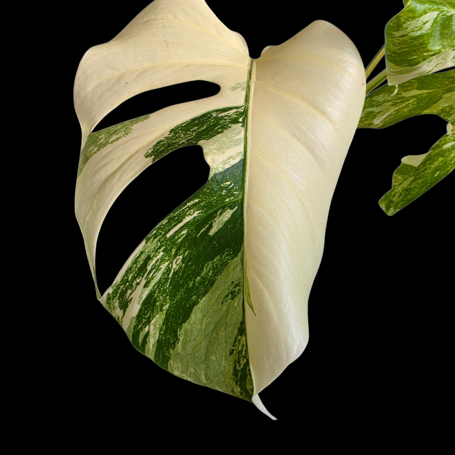 Professor Monstera Plants Monstera Deliciosa Albo-Variegata cutting with creamy white and emerald green fenestrated leaf