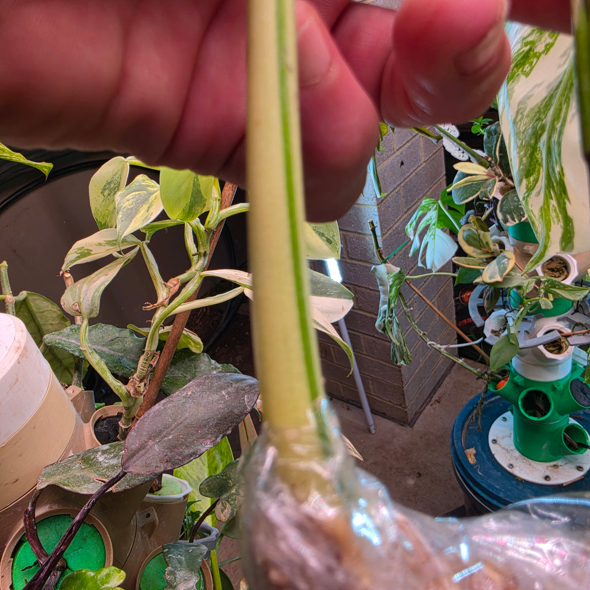 White Tiger Monstera Albo Cutting #9
