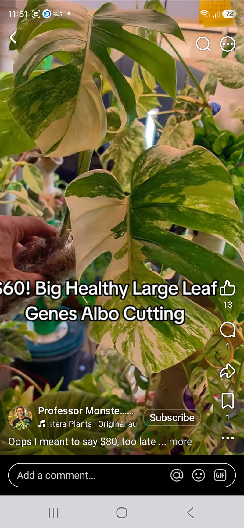 Big Healthy Large Leaf Genes Albo Cutting..