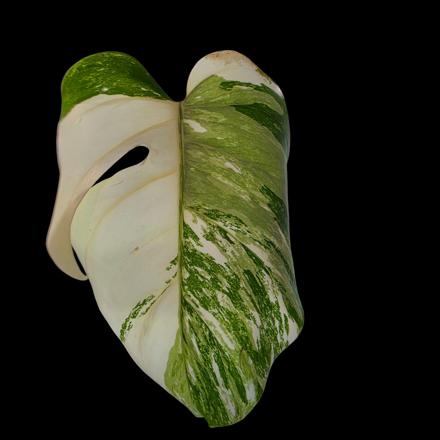 Professor Monstera Plants Monstera Albo White Tiger Genetics Single Leaf Cuttings