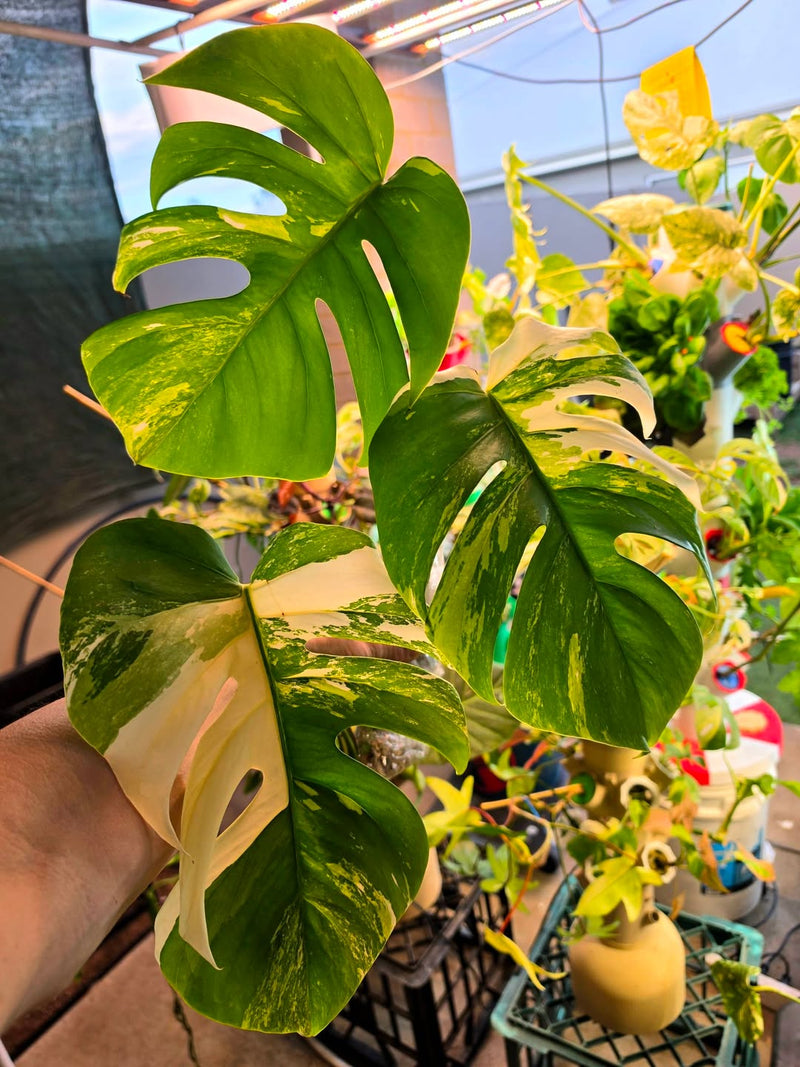 Big Healthy Large Leaf Genes Albo Cutting