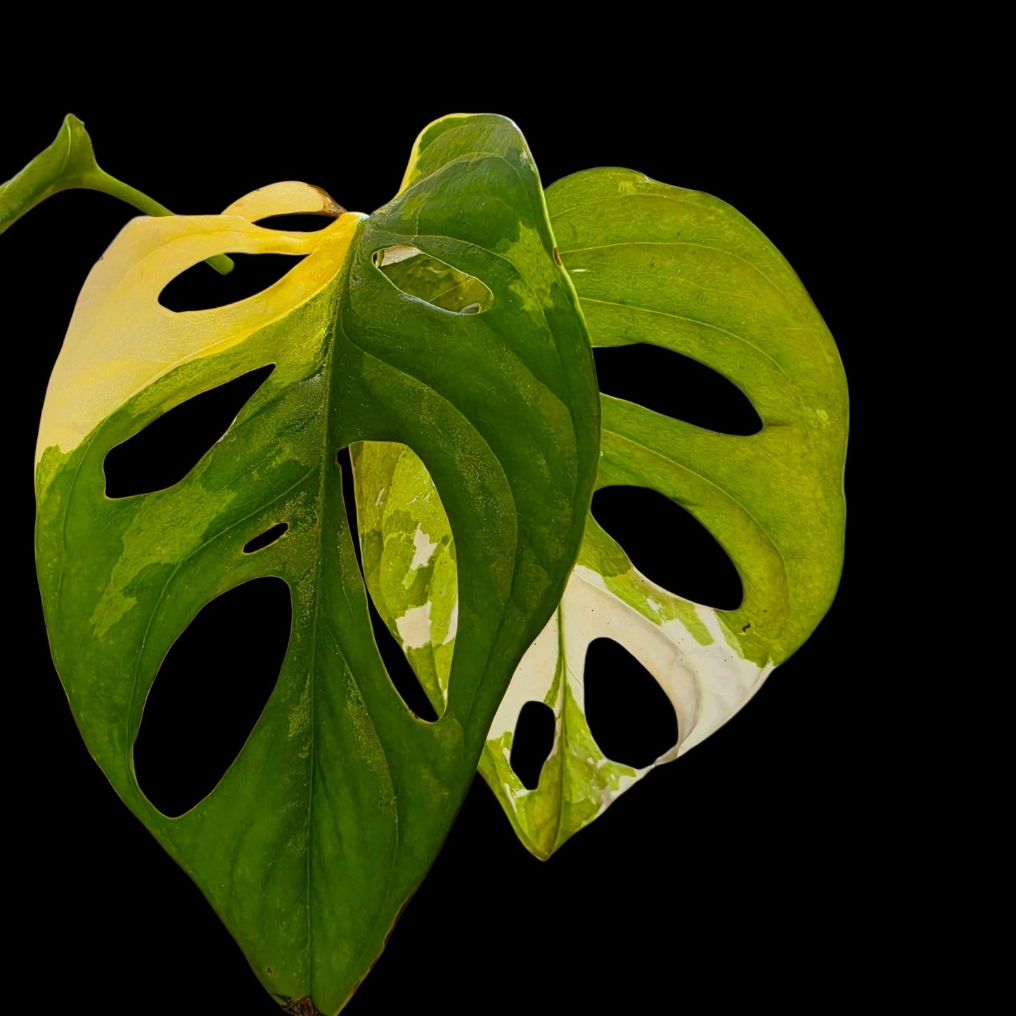 Plant Purge & Save