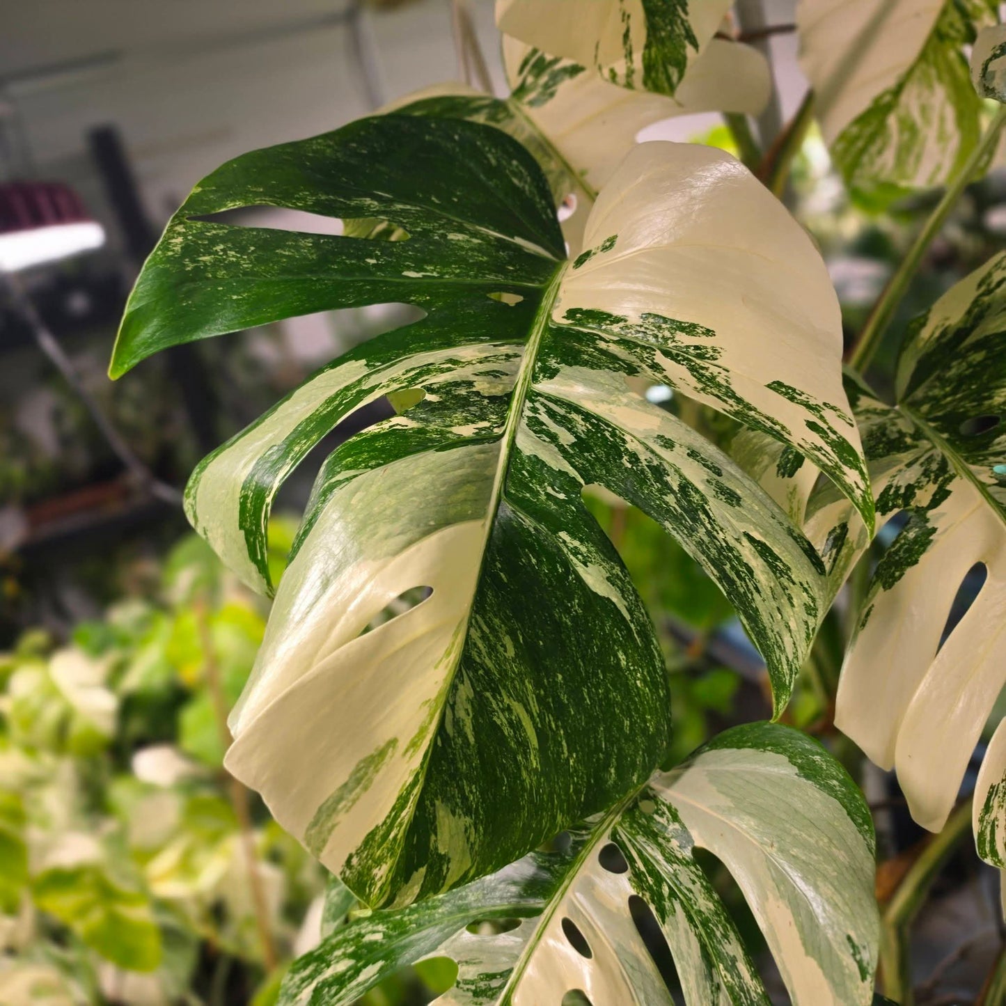 Top shelf Albo cuttings + pm prop kit