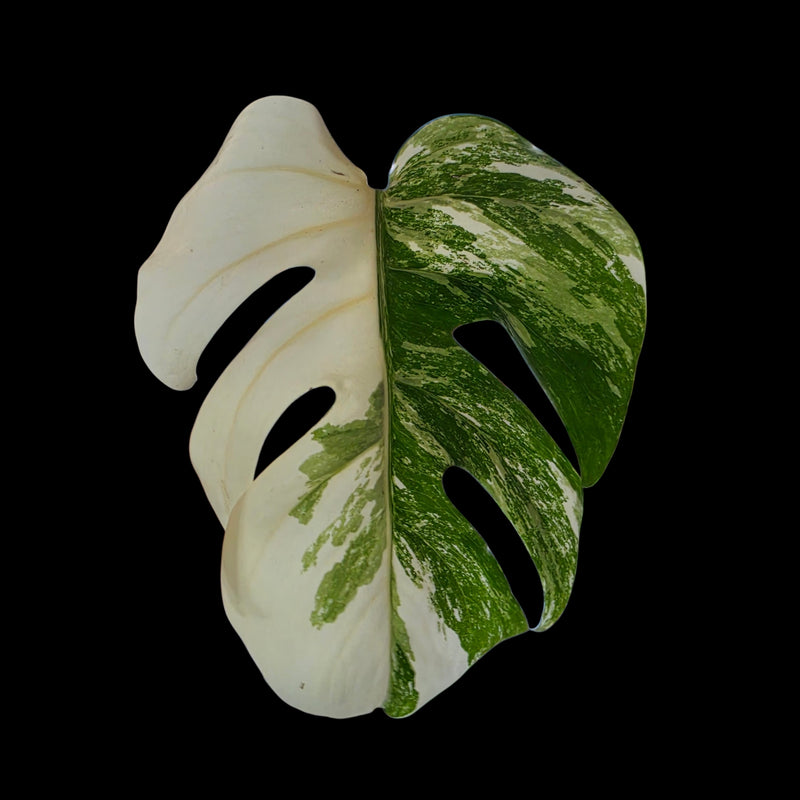 Professor Monstera Plants Monstera Albo White Tiger Genetics Single Leaf Cuttings