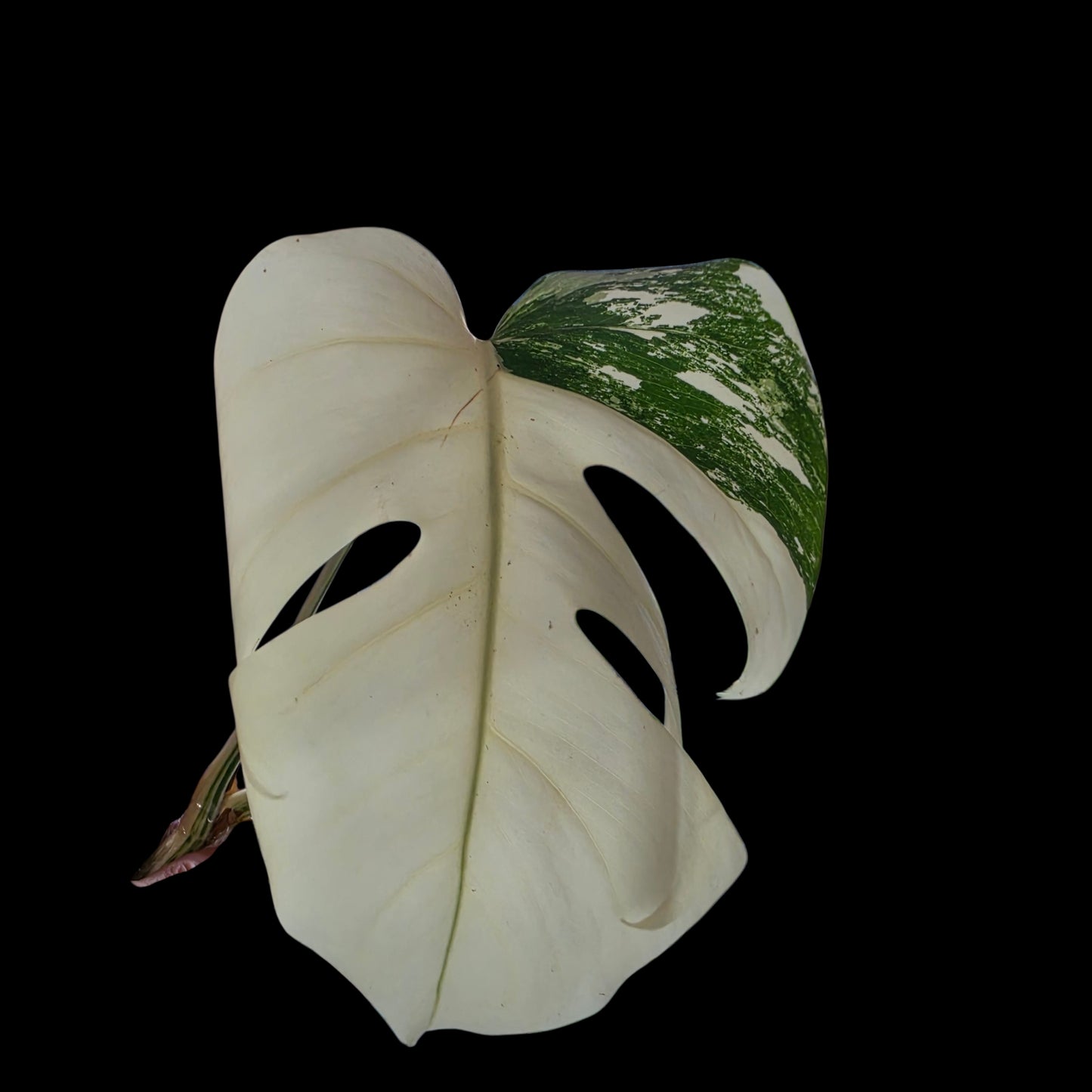 Professor Monstera Plants 3 Leaf Monstera Albo White Tiger Tip Genetics Cutting #3