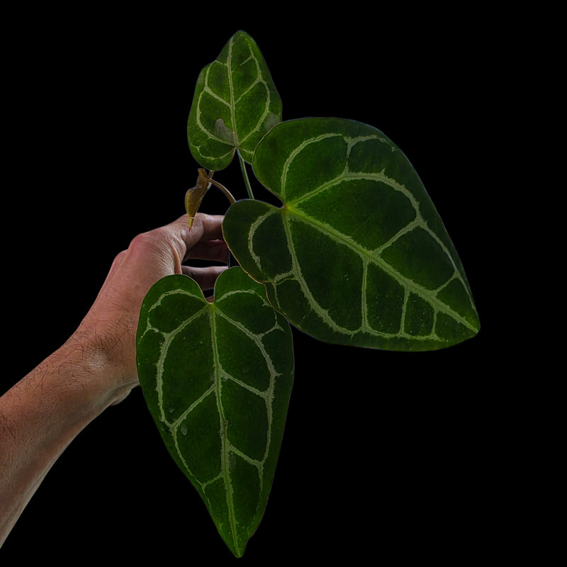 Plant Purge & Save
