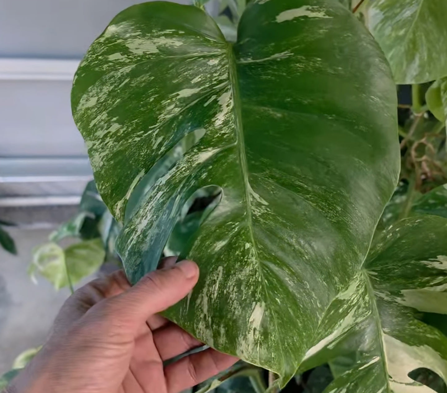 Cuttings pack