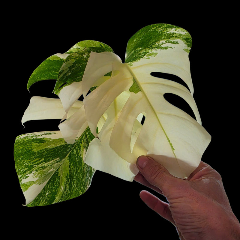 Professor Monstera Plants 3 Leaf Monstera Albo White Tiger Tip Genetics Cutting #3