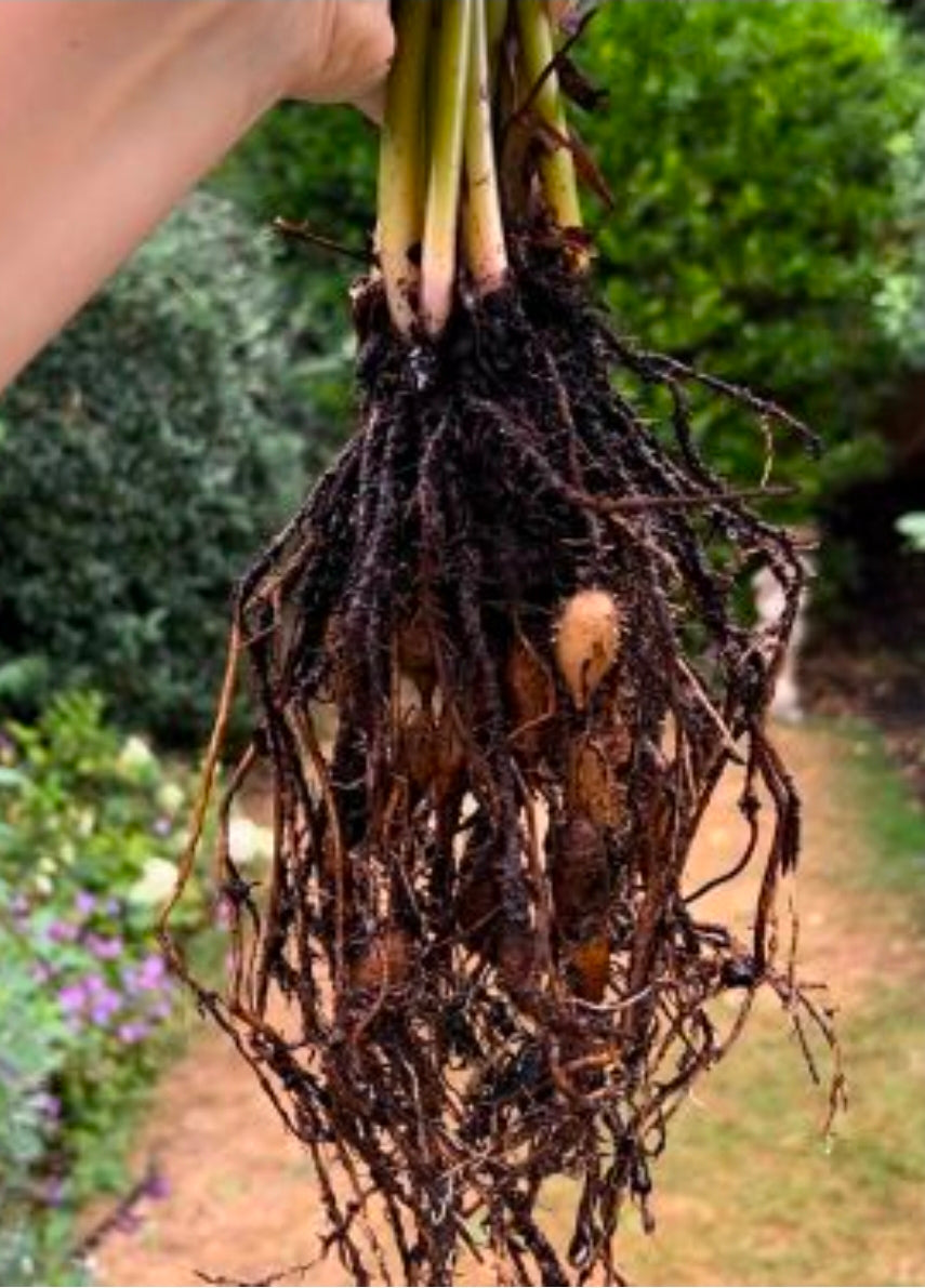 Monstera roots with root rot — dark, mushy, dead roots that need to be cut off completely