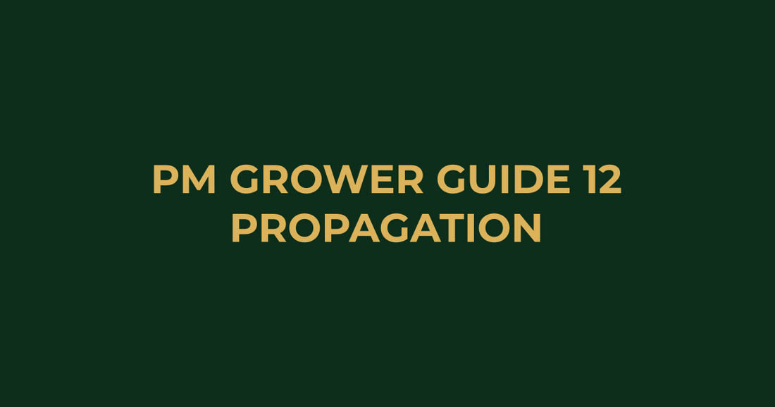 Professor Monstera Grower Guide 12: How to Propagate Seedlings Step-by-Step