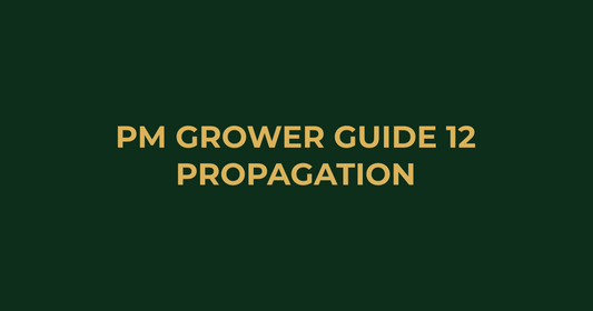 Professor Monstera Grower Guide 12: How to Propagate Seedlings Step-by-Step