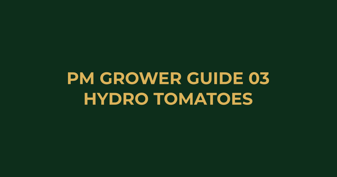 Professor Monstera Grower Guide 03: How to Grow Hydroponic Tomatoes for Huge Yields