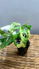 Adansonii Variegata Small image 2