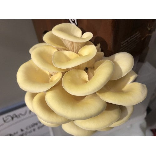 YELLOW OYSTER AUSSIE MUSHROOM KIT