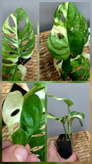 Adansonii Variegata Large image 8