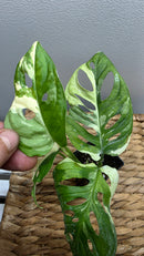Adansonii Variegata Large image 7