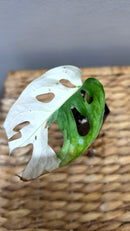Adansonii Variegata Small image 3