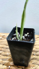 Adansonii Variegata Small image 4