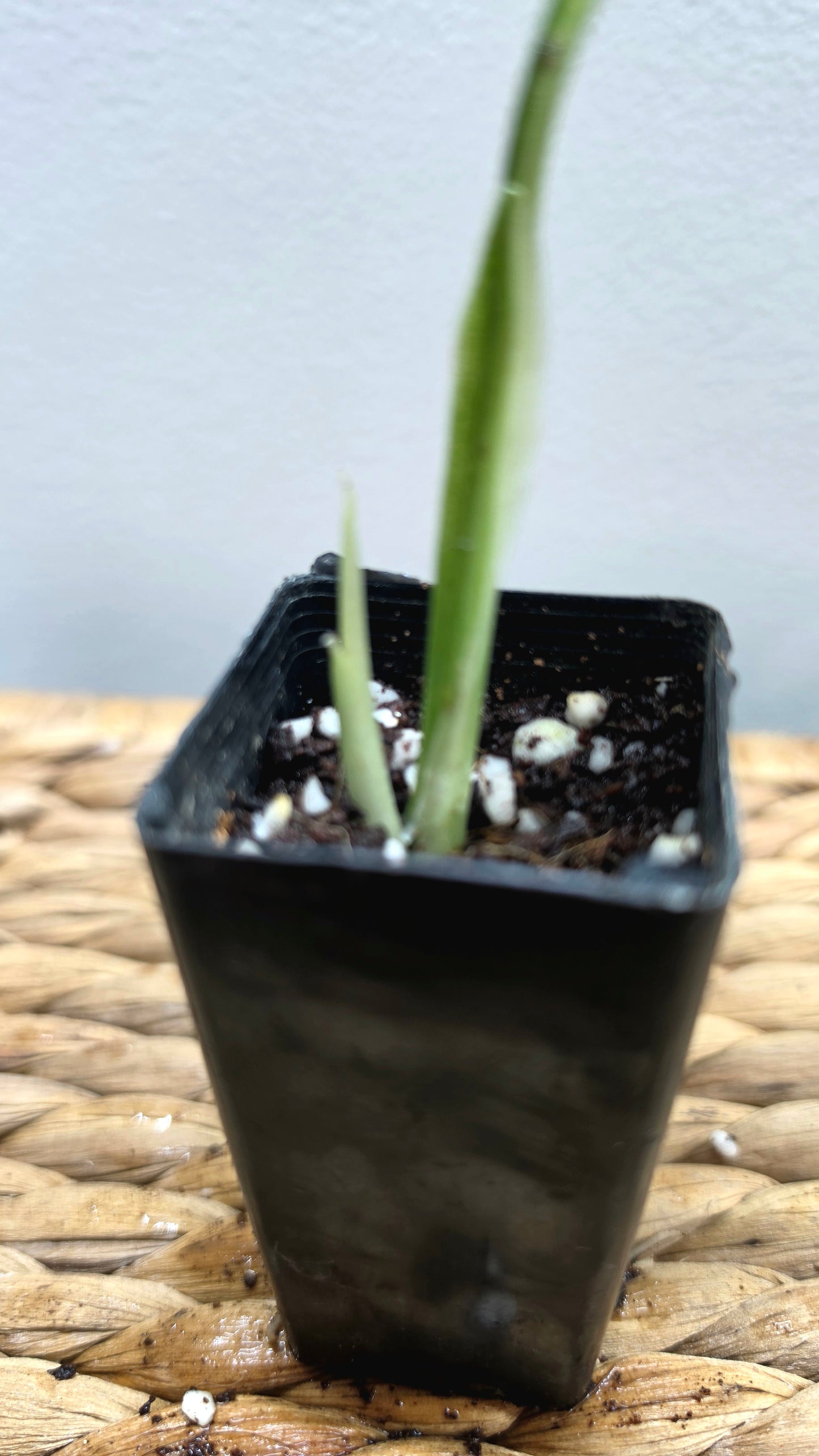 Adansonii Variegata Small image 4