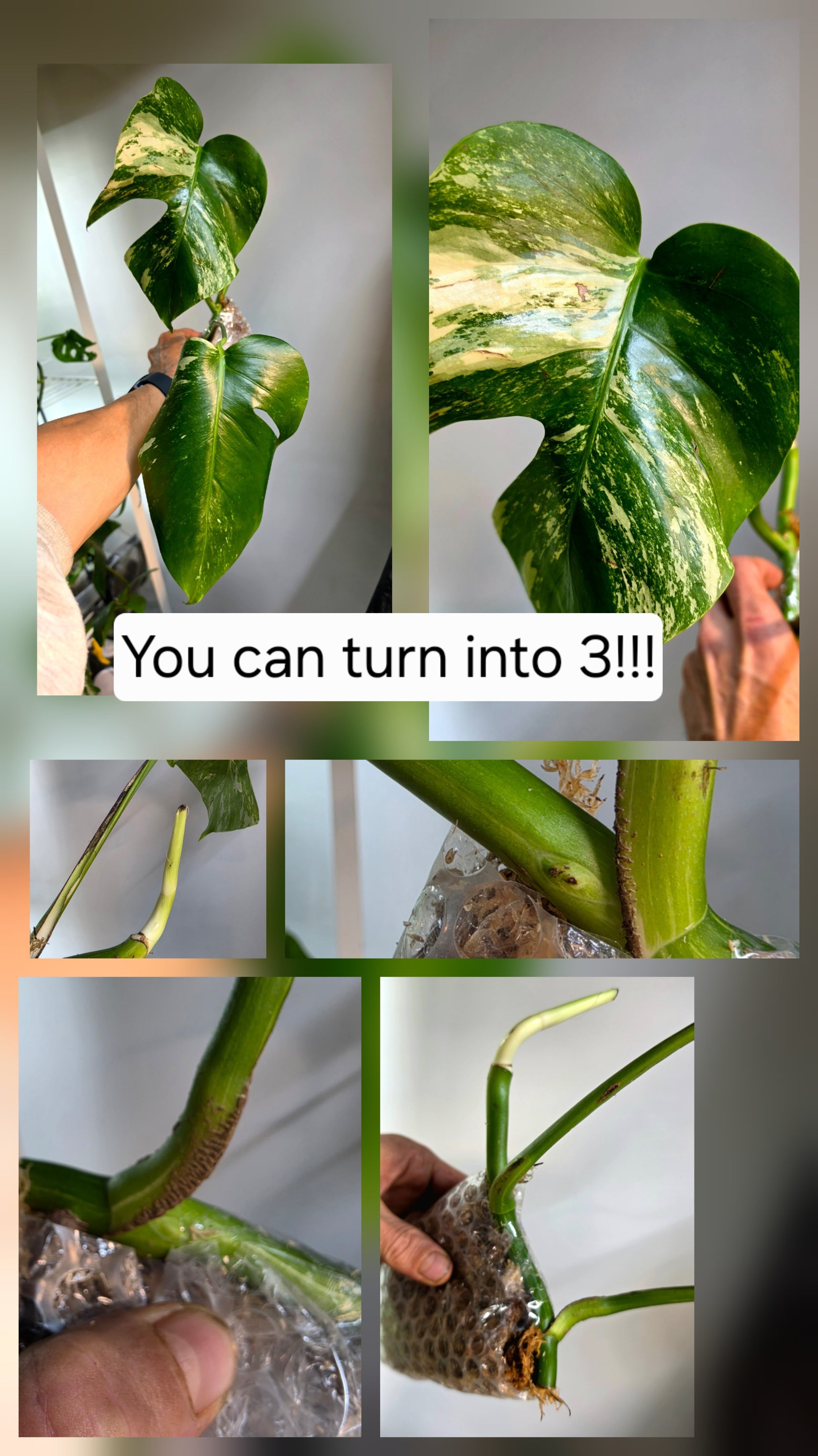 PM Genetics Monstera Albo Borsigiana — Cuttings Sale
From $29 image 2