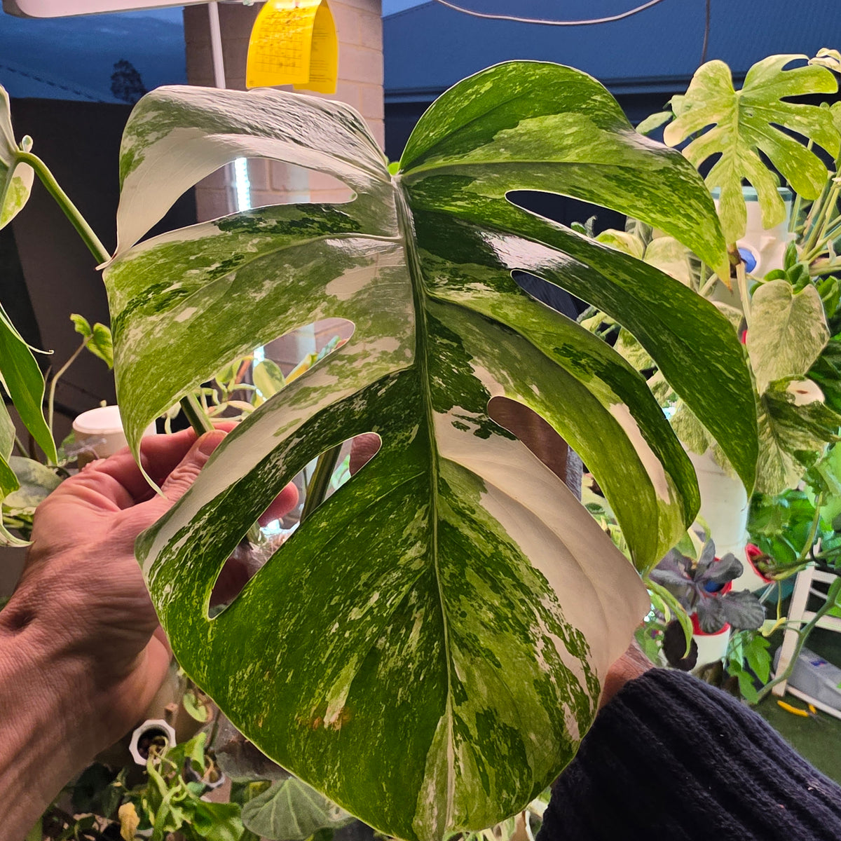 White Tiger Albo Cutting PRICE INCLUDES SHIPPING