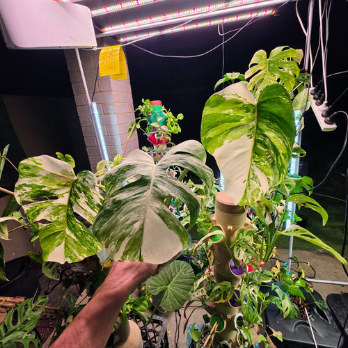 3 Leaf White Tiger Albo Cutting PRICE INCLUDES SHIPPING