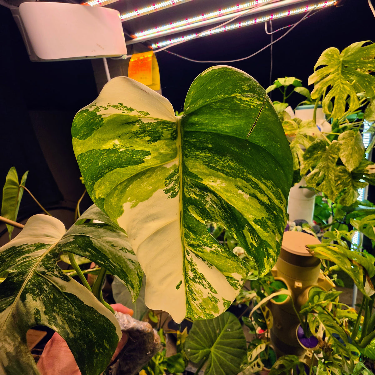 3 Leaf White Tiger Albo Cutting PRICE INCLUDES SHIPPING