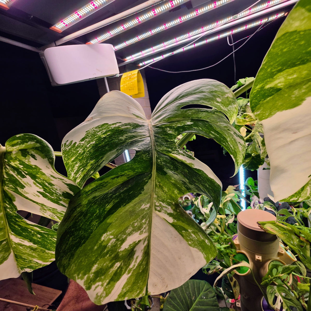 3 Leaf White Tiger Albo Cutting PRICE INCLUDES SHIPPING