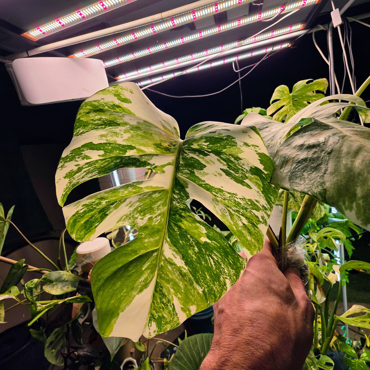3 Leaf White Tiger Albo Cutting PRICE INCLUDES SHIPPING