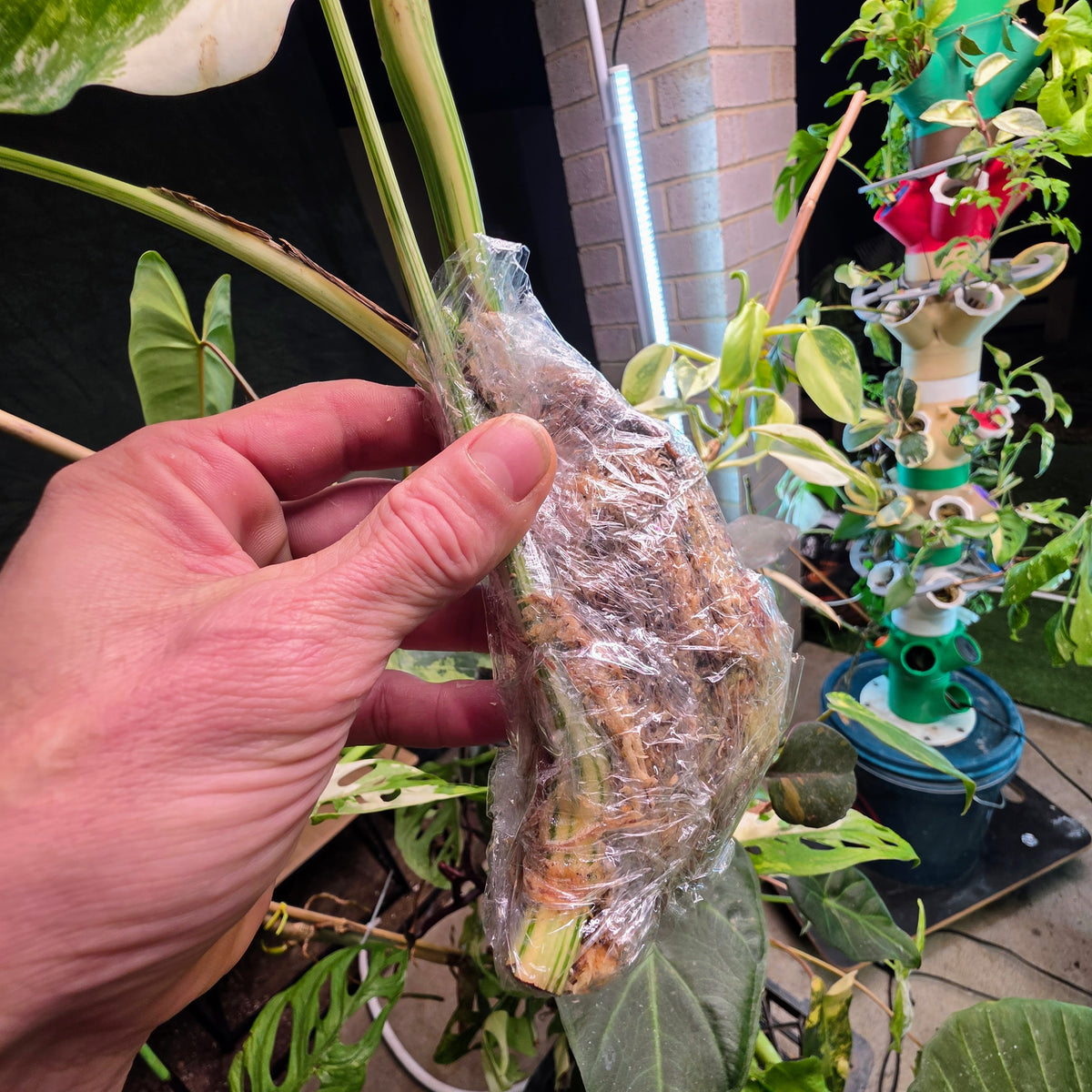 3 Leaf White Tiger Albo Cutting PRICE INCLUDES SHIPPING