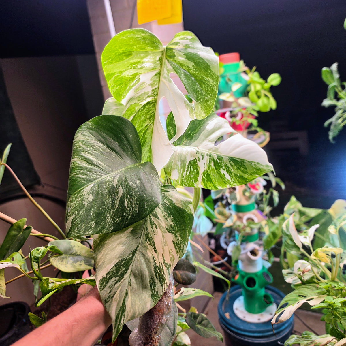 5 Leaf White Tiger Albo Cutting PRICE INCLUDES SHIPPING