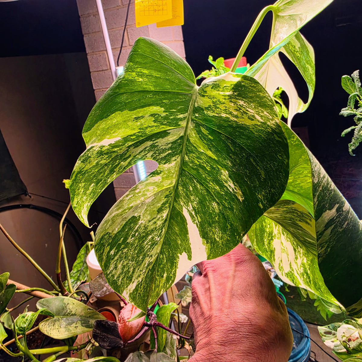 5 Leaf White Tiger Albo Cutting PRICE INCLUDES SHIPPING