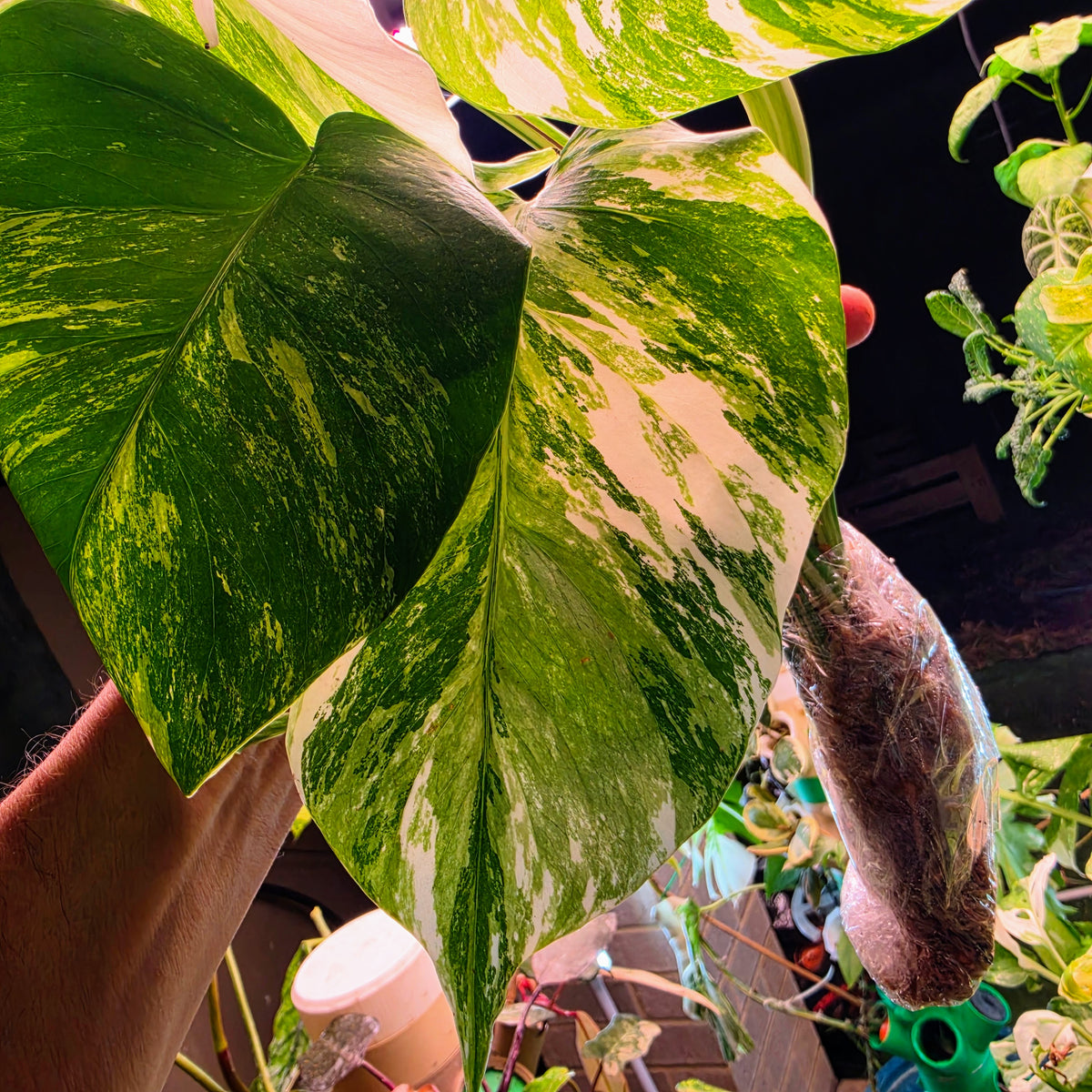 5 Leaf White Tiger Albo Cutting PRICE INCLUDES SHIPPING