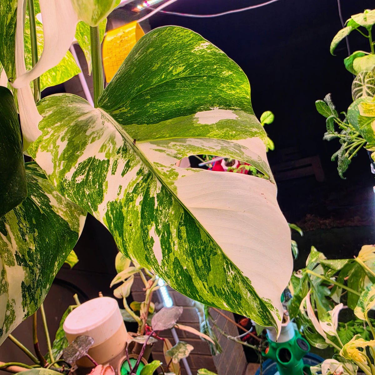 5 Leaf White Tiger Albo Cutting PRICE INCLUDES SHIPPING