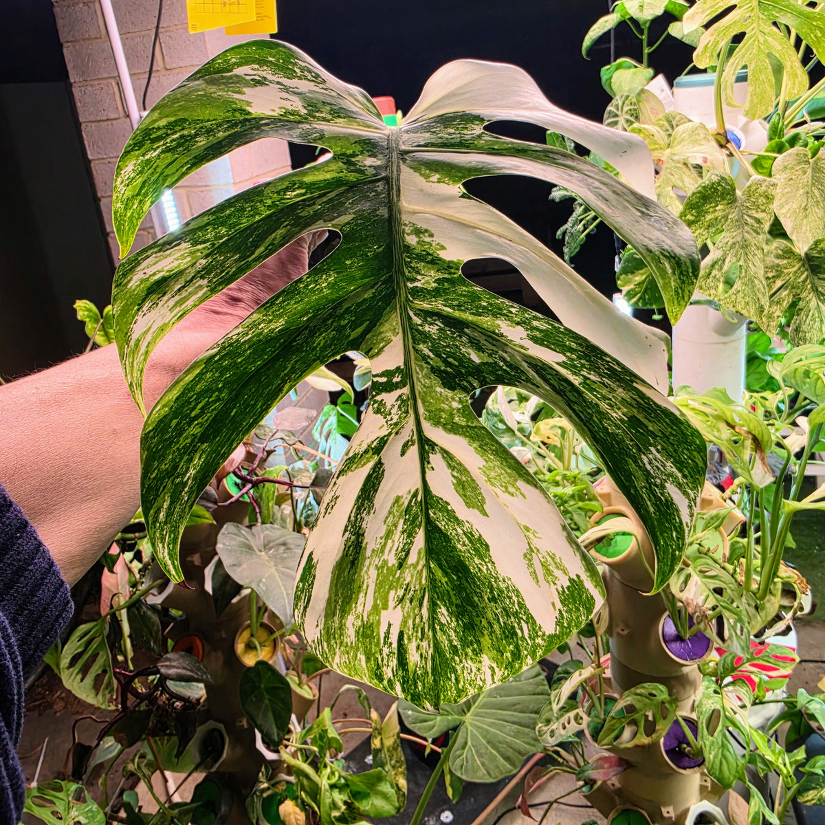 White Tiger Albo Cutting PRICE INCLUDES SHIPPING