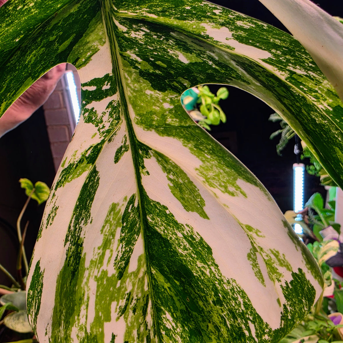 White Tiger Albo Cutting PRICE INCLUDES SHIPPING