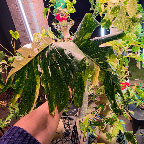 Monstera Thai Constellation Crème Brûlée Tip Cutting PRICE INCLUDES SHIPPING