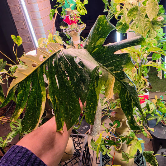 Monstera Thai Constellation Crème Brûlée Tip Cutting PRICE INCLUDES SHIPPING