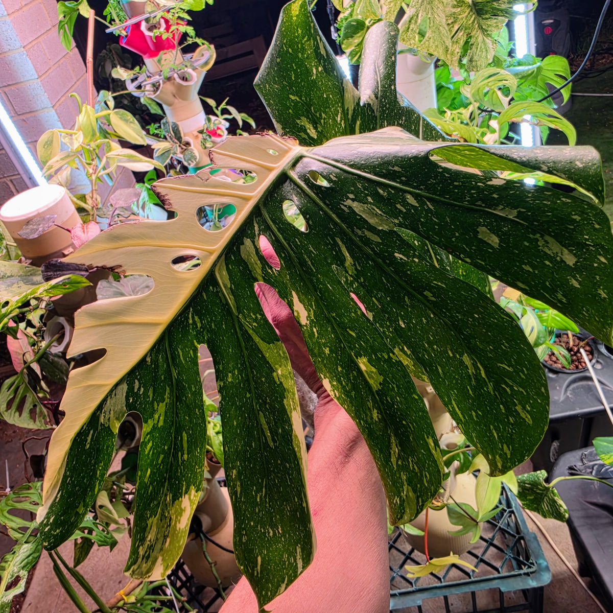 Monstera Thai Constellation Crème Brûlée Tip Cutting PRICE INCLUDES SHIPPING