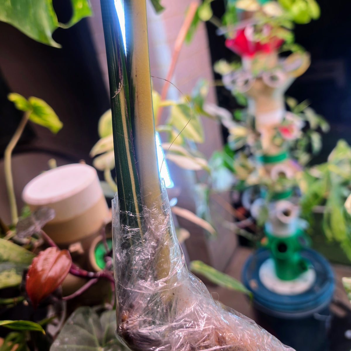 Monstera Thai Constellation Crème Brûlée Tip Cutting PRICE INCLUDES SHIPPING