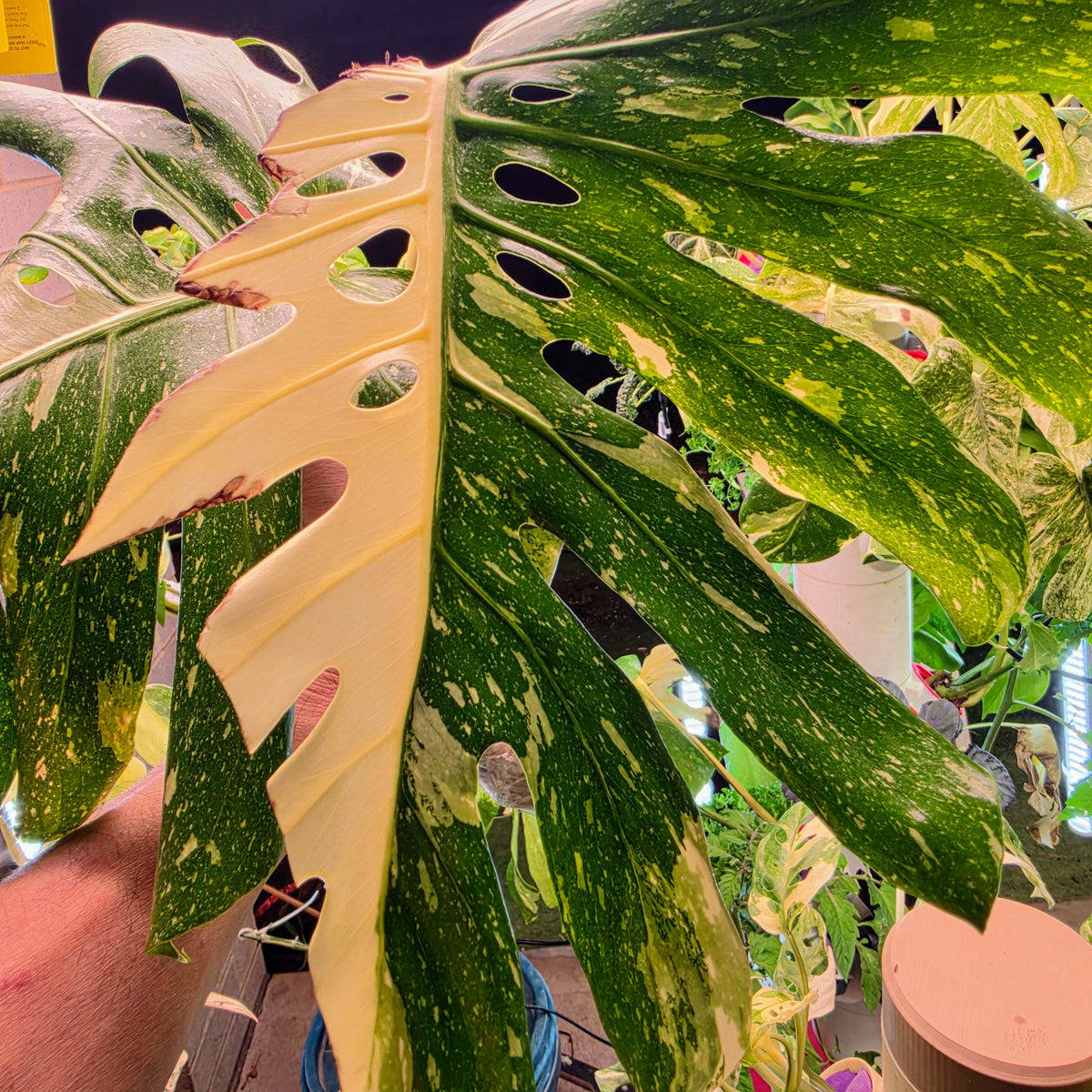 Monstera Thai Constellation Crème Brûlée Tip Cutting PRICE INCLUDES SHIPPING