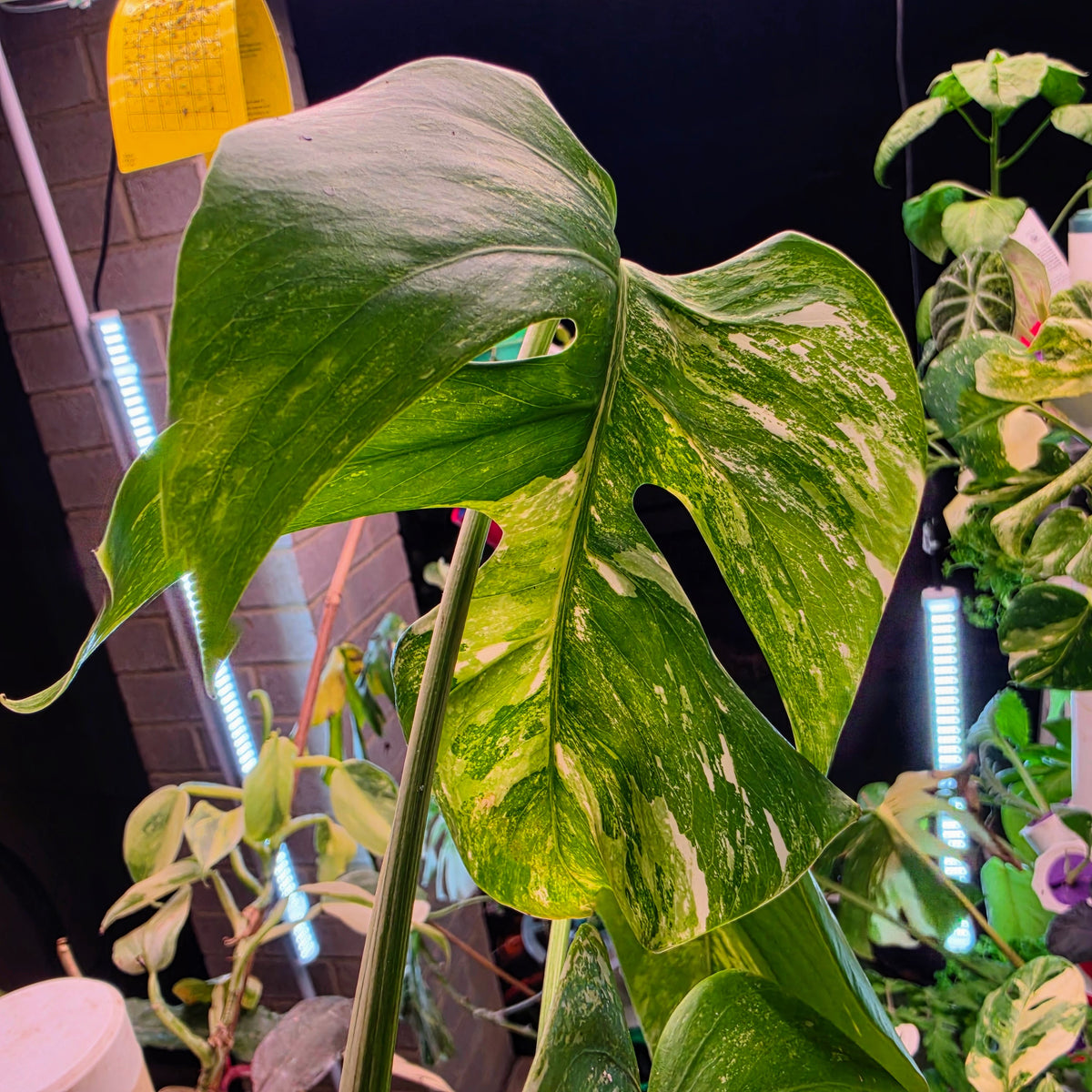 4 Leaf Monstera Albo Cutting PRICE INCLUDES SHIPPING